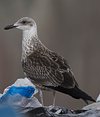 1cy fuscus in August, ringed in Finland. (81365 bytes)